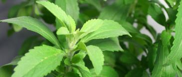 مزایای و عوارض  شیرین کننده استویا